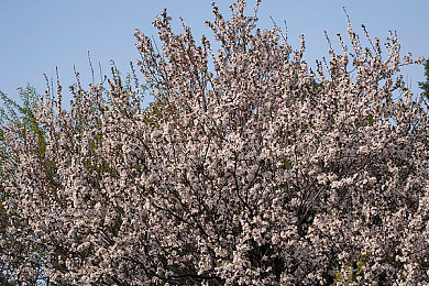 拨萝卜不盖被子-2