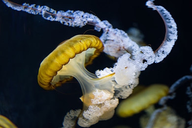 宫廷美女杨贵妃黄蓉谭聪|全新SUV惊艳上市,家族设计彰显高端,性能卓越赢市场青睐-1