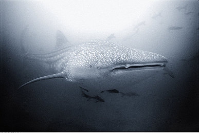 直男体育生被捆绑虐精｜汽车行业道德危机：品牌形象受损，直男体育生虐精事件引发社会热议-3