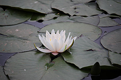 vx网站破解版|汽车资讯新宠:海量资讯,精准搜索,个性化推荐,互动交流,助力车迷畅享汽车盛宴-1