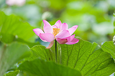 柚子猫盛世容颜小僵尸|柚子猫造型颠覆,科技驱动未来,盛世容颜小僵尸引领潮流-3