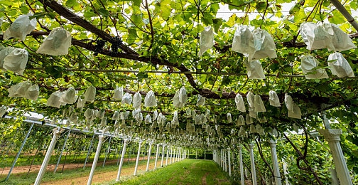 五月丁香狠狠爱|现代设计新宠,智能动力丁香汽车引领五月潮流-3