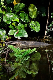 巴巴塔焯出白水|全新车型惊艳上市:动力澎湃,科技感十足,引领汽车市场新潮流-3