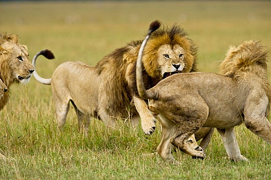 成人优酷｜智能驾驶新标杆，成人优酷引领未来出行潮流-2