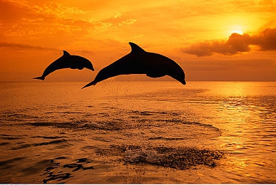 男叉女软件|智能驱动,性别定制,安全智行,未来出行新篇章-1