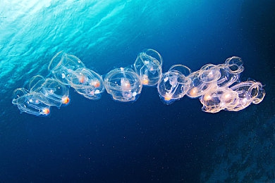 兽娘通信牛娘贝尔第一季|新能源汽车热潮下,“兽娘”风潮助力汽车行业创新升级-2