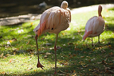 牧场与牺口殅交|“绿色草原风来袭:独特牧场灵感SUV亮相,性能与自然美学完美融合引关注”-2