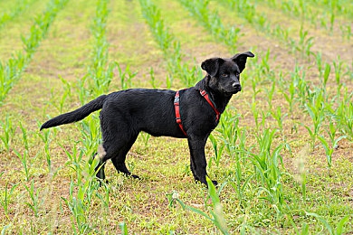 免费黄色软件APP下载|全面车型覆盖,实时路况查询,免费汽车APP助力车主出行无忧,打造便捷驾驶生活!-1