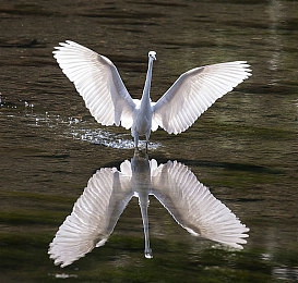 兽娘通信|汽车革命新篇章:兽娘元素赋能,智能交互引领未来出行体验-3