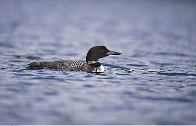 中国少妇毛茸茸｜自然灵感绽放，动感驾驭新篇——毛茸茸魅力驰骋-3