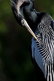 搞机time直接打开不用不收钱中国长安电信|智能畅行,电信携手品牌惠享新篇-1