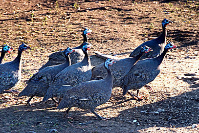 人猿泰山1995出版｜探险巅峰，泰山SUV：勇闯未知的速度传奇-1