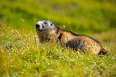 胡桃坐旅行者的大季巴｜时尚外观豪华内饰，胡桃新车型引关注，全家出行首选佳选-2