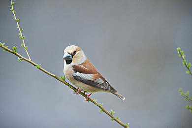 18岁禁软件｜“智能驾驶新规护航，未成年人安全先行，汽车行业迎来安全新篇章”-2