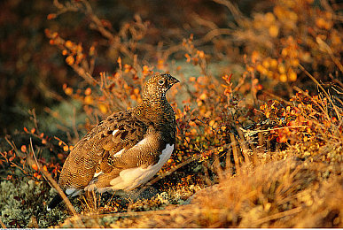 石原莉奈人凄被别人3B调教|汽车改装大赛惊现3B神技,石原莉奈作品引行业瞩目-3