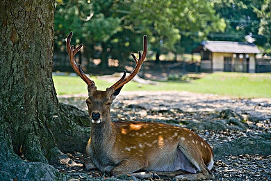 末发成年娇小性XXXXX|时尚小巧新宠,动力安全兼备,家用商用两相宜——末发车型评测来袭-3