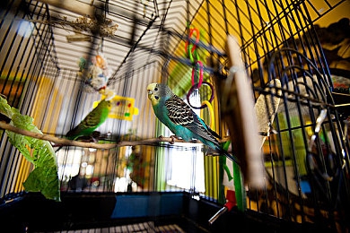 美女脱内衣软件|智能语音驾驭,浪漫定制出行新体验-1