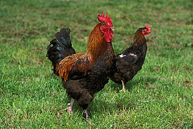 色情App|汽车行业面临挑战:应对网络色情污染,守护品牌与用户安全-3