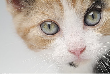 两个裸军人脱了内裤摸J|汽车安全新突破:惊悚设计引热议,裸军人自救动作成救命神器-1