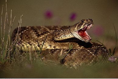 3000部幼儿视频｜育儿乐享，汽车情缘，亲子互动新篇章-3