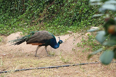 天天舔天天操-1