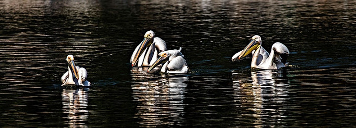 欧美浓毛老太大泬毛茸茸｜时尚独特设计，欧式毛茸茸风格汽车惊艳上市-2