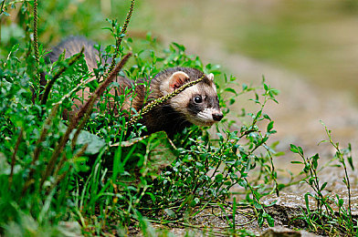 迪丽热巴被操视频|迪丽热巴驾驶劳斯莱斯Cullinan亮相,展现时尚态度引领潮流-4