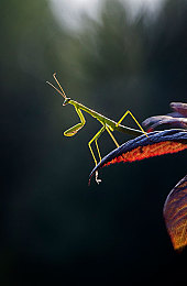 黑人av|黑色潮流领航者,智能驾驭未来先锋-1