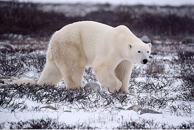 老司机67194|汽车保养与驾驶技巧,老司机67194分享独家心得,揭秘汽车文化新篇章-2