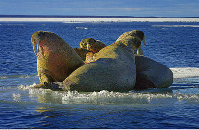 成色网站,新能源汽车销量飙升,智能化趋势显著,二手车市场潜力无限,汽车行业迎来全新变革-1