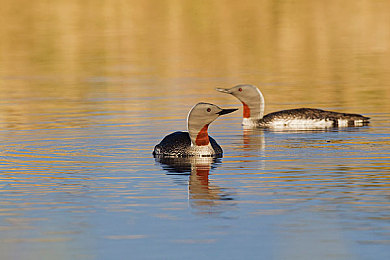 拍戏中啊灬啊别停灬用力H|全新SUV激情演绎都市追逐戏,智能科技护航拍摄盛宴-2