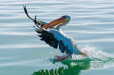 黄色软件有哪些-1