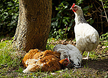 张柏芝被啪啪高潮|豪华驰骋,智慧驾乘:张柏芝代言旗舰轿车,刷新驾驶新境界-1