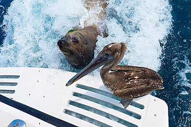 男女一起差差差app|智能社交,驾驶新体验,趣味安全两不误-1