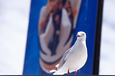 2025最新实名认证有效|“实名认证升级助力,中国汽车行业迈向智能新纪元,规范与机遇并存”-1