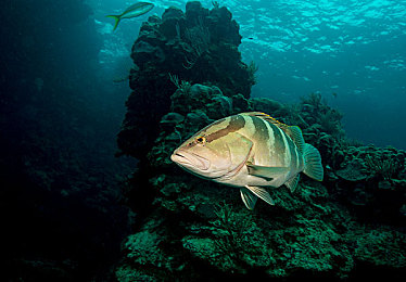 天天干人人操｜“绿色动力、智能驾享、奢华内饰，全新车型引领汽车行业新风尚，即将上市瞩目”-2