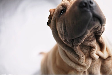 黄色软件APP下载3.0.3免费大全装扮2019｜智能驾驶新体验：免费汽车装饰APP助您个性化装扮爱车，安全畅行无忧-1