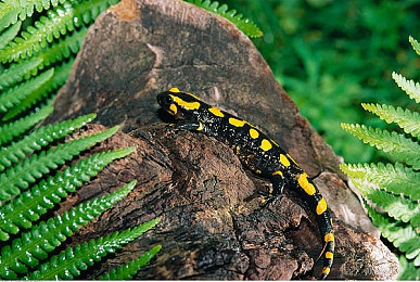 男生把坤坤放到女生坤坤里｜融合女性元素，坤坤汽车引领个性化驾驶新潮流，独特设计引热议-1