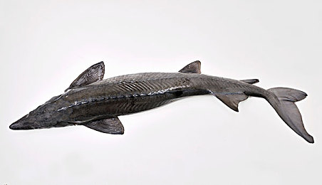 色WWW阿娇｜阿娇色彩盛宴，焕新驾乘潮流，引领时尚车界新篇章-1