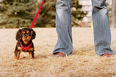 天天干天天做｜创新驰骋，品质恒久，驰骋绿途，安全无忧-1