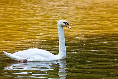 瓜哥黑料｜汽车界马云瓜哥被爆黑料：商业欺诈、虚假宣传，行业警钟长鸣-2