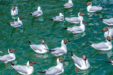 陈冠希吃阿娇的奶头图|新能源汽车:政策助力,技术突破,挑战与机遇并存-1