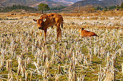 丁丁一进一出｜时尚外观与智能科技并存，丁丁新车上市引领汽车市场新潮流-2