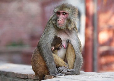 害羞草网站｜“续航500公里、智能驾驶、时尚外观，国内新锐品牌纯电动SUV将成市场爆款？”-1