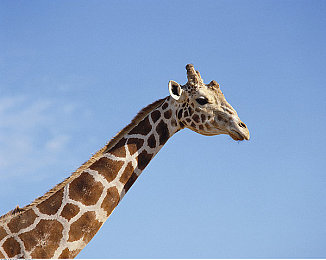 网站你懂的|新能源汽车领军者,“网站你懂的”汽车引领科技潮流,刷新驾驶体验-1