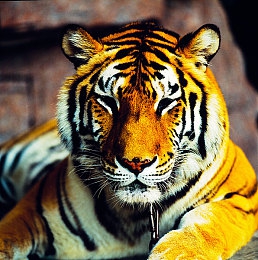 99r这里｜新能源汽车风潮涌动，多款爆款车型争奇斗艳，引领绿色出行新潮流-2