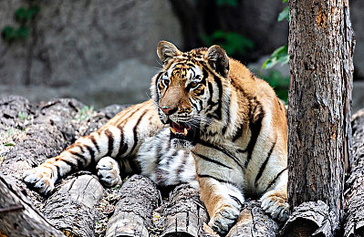 农村三级片｜绿色动力，空间宽广，亲民价格，农村出行新宠-2