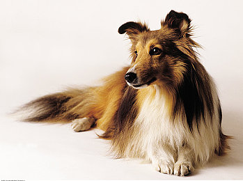 泰山1995出版意大利｜“驰骋欧陆，品质领航：国产神车扬帆意大利新篇章”-1