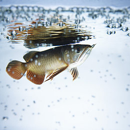 国精产品明星ai换脸免费｜AI换脸软件走红，免费体验明星脸，娱乐生活更精彩-1