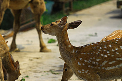 一个人看的www免费视频|智享未来,驰骋天地——科技驾驭,简约奢华新车型-1